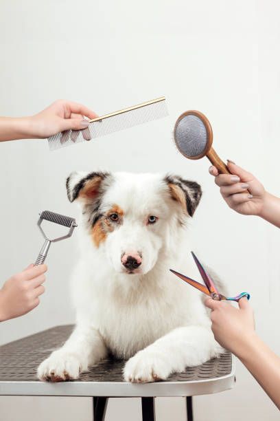 Pet Groomings