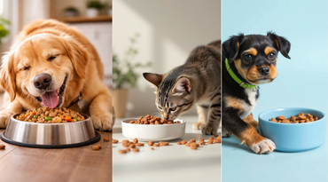 Pet Feeding