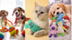Pet Toys