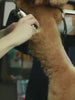 Dog Shaver Pet Teddy Cat Shaving Dog Hair Professional Hair Clipper